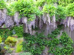 Wisteria Blooming Guide: How to Get Gorgeous Spring Flowers